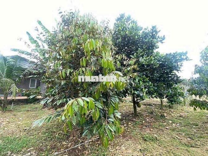 CẦN BÁN THANH LÝ GẤP NHÀ VƯỜN 1300m2 Giá Ngộp 180tr