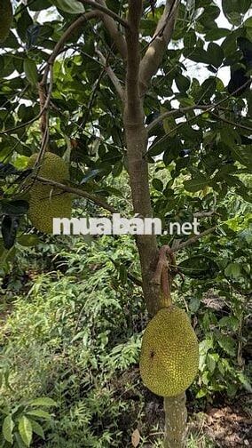 Bán đất vườn 2 mặt tiền hơn 6 sào xã Tà Lài, có 300m thổ cư, nhà cấp 4