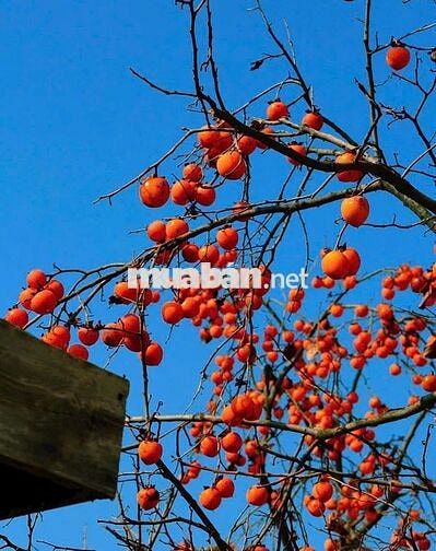 Cho Thuê nhà 67/42 Bờ bao Tân thắng : 4 x 18 M đúc 1 trệt, 2 Lầu : 4 p