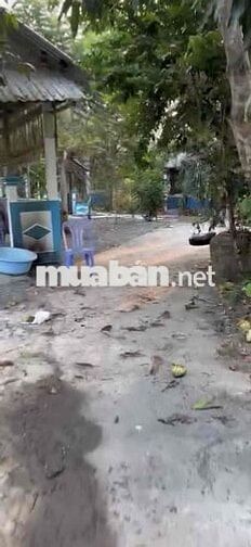 Chính chủ cần bán 1830m2. xe hơi đến nơi, Xa Phương Thạnh, Trà Vinh.