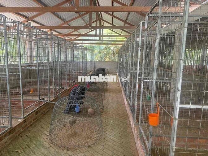 Biệt thự vườn 3900m2 Mỏ Cày Nam Bến Tre