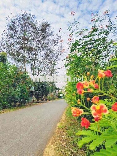 Nền thổ cư sổ riêng giá rẻ giáp Long khánh, view núi Chứa Chan