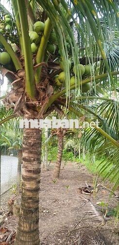Bán đất gốc 2 mặt tiền bao đẹp 