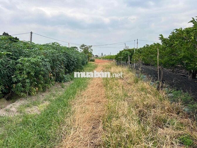 Nhà Vườn Bán Đất Mặt Tiền Đường 313m Tại Tân Hưng Tân Châu Tây Ninh