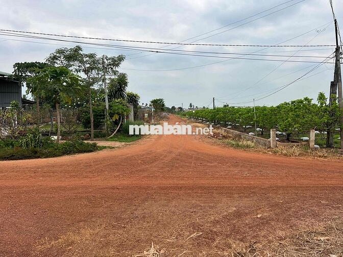 Nhà Vườn Bán Đất Mặt Tiền Đường 313m Tại Tân Hưng Tân Châu Tây Ninh