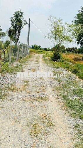 TP. HỒ CHÍ MINH:  17X46m tổng 774m2 tại Phú An: Chốt 390 triệu cả lô!