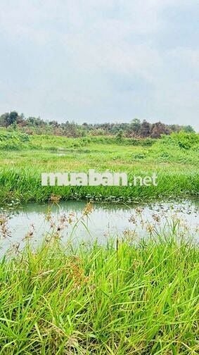 TP. HỒ CHÍ MINH:  17X46m tổng 774m2 tại Phú An: Chốt 390 triệu cả lô!
