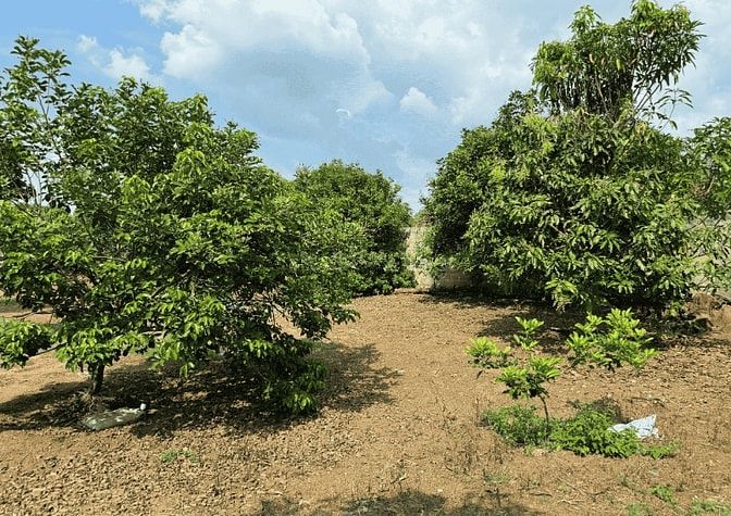 Góc vườn nhỏ 1.000m² tại Định Quán - Sổ sẵn cầm tay, giá chỉ 400 triệu