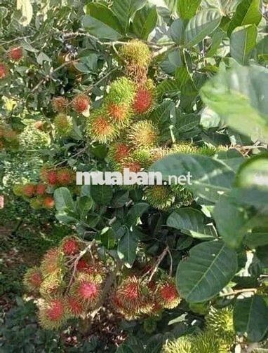 Chơn Thành . Chủ Kẹt tiền cần thanh lý  cân nhà vườn 1000m2