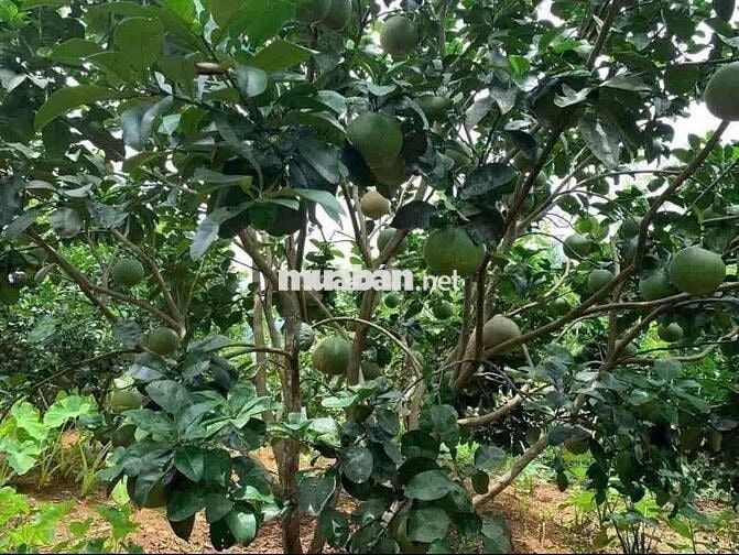 Chơn Thành . Chủ Kẹt tiền cần thanh lý  cân nhà vườn 1000m2