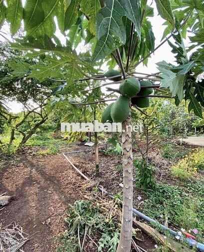 Thanh lý 1000m2 có nhà cấp 4 củ giá 130 triệu hết đất