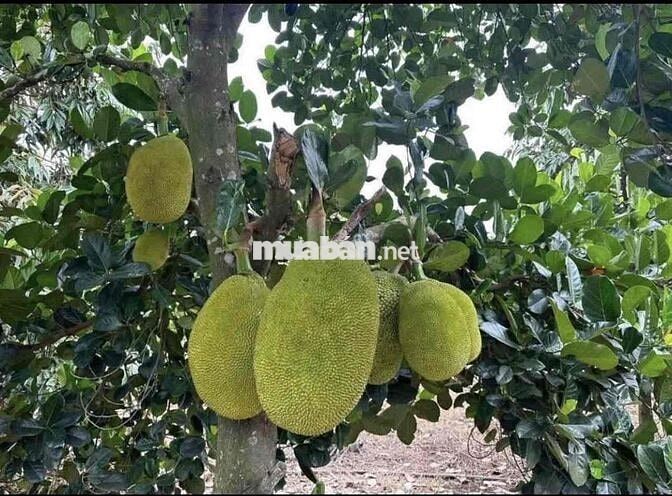 Thanh lý 1000m2 có nhà cấp 4 củ giá 130 triệu hết đất
