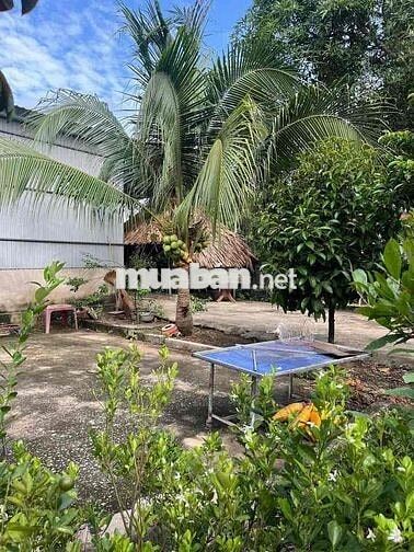 Thanh lý 1000m2 có nhà cấp 4 củ giá 130 triệu hết đất