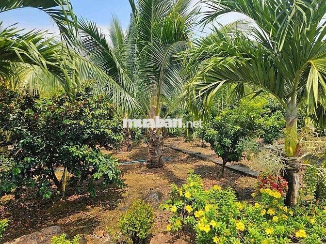 Thanh lý 1000m2 có nhà cấp 4 củ giá 130 triệu hết đất