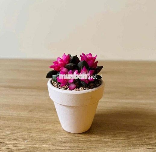 MẶT BẰNG MT KINH DOANH SẦM UẤT LÊ ĐỨC THỌ GÒ VẤP DT 12*20M
