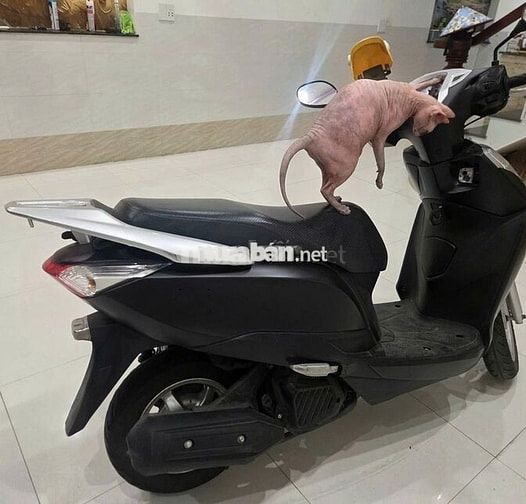 Honda Lead 125 Đen