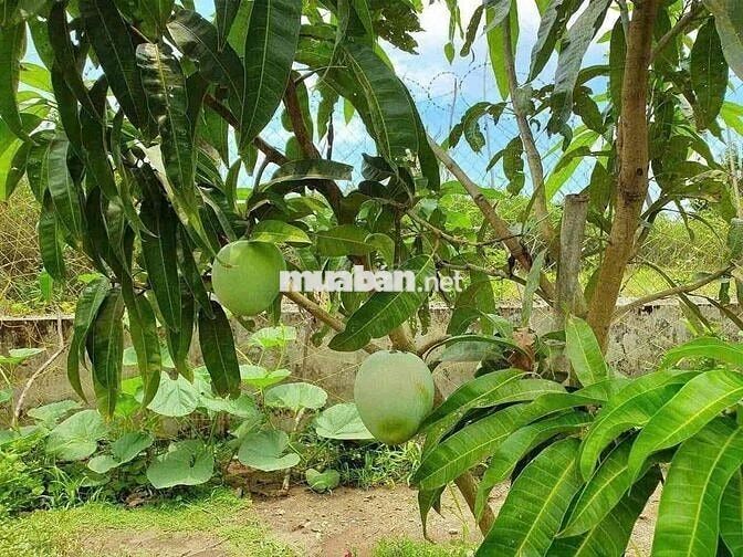 🏡 NHÀ VƯỜN GIÁ TỐT – ĐẦU TƯ NGHỈ DƯỠNG SIÊU HỜI 🏡