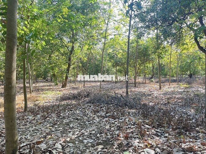 Bán đất tại ĐT 755, Bù Đăng, Bình Phước, 32,7 tỷ, 36425 m2, Hot!