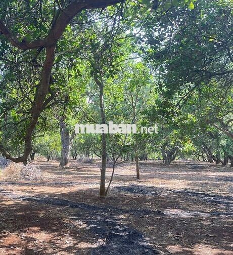 Bán đất tại ĐT 755, Bù Đăng, Bình Phước, 32,7 tỷ, 36425 m2, Hot!