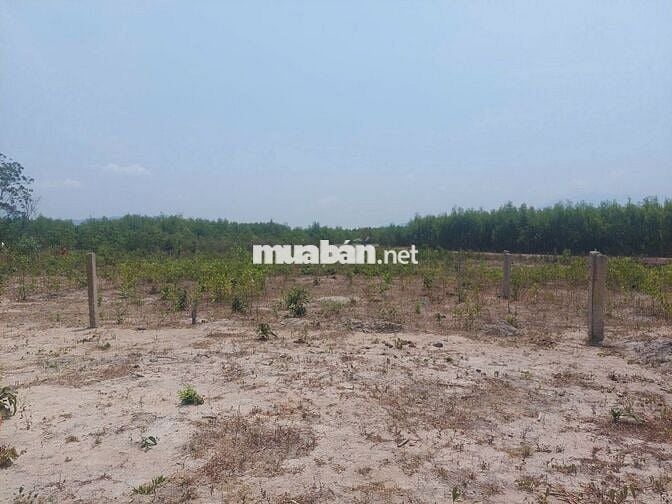 Bán đất 1.004m² Thôn Cà Thiêu - Khánh Hiệp - 28m mặt đường