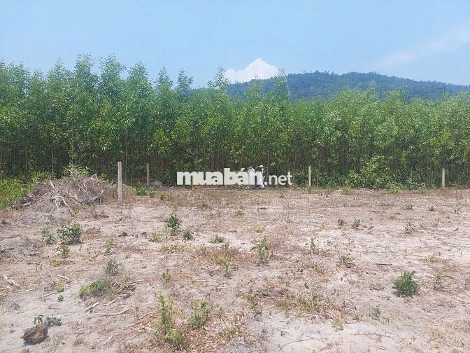 Bán đất 1.004m² Thôn Cà Thiêu - Khánh Hiệp - 28m mặt đường