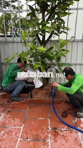 cần người phụ tưới cây kiểng chăm sóc cây cảnh.