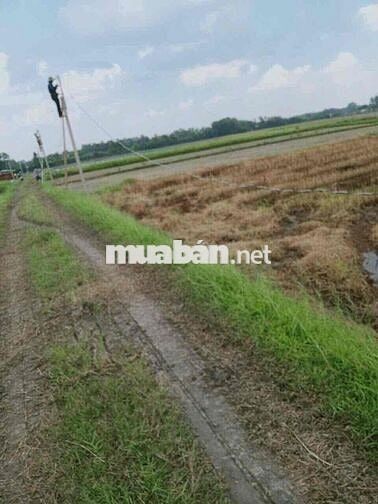 3390 m2 - farm sẳn lập vườn cay ăn trái
