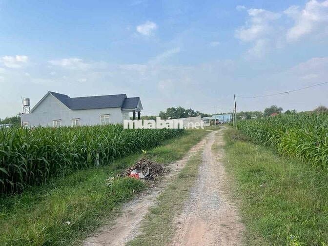 3390 m2 - farm sẳn lập vườn cay ăn trái