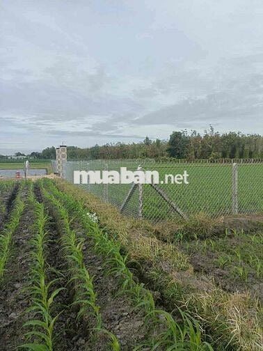 3390 m2 - farm sẳn lập vườn cay ăn trái