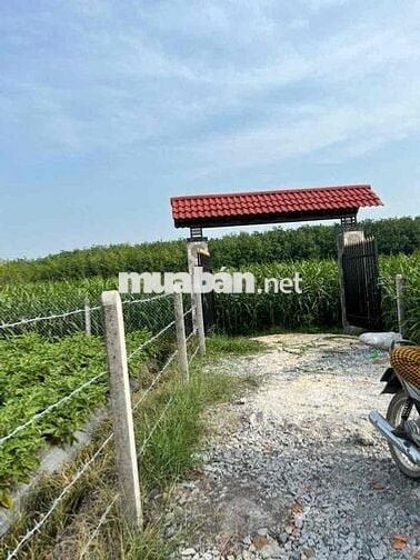3390 m2 - farm sẳn lập vườn cay ăn trái