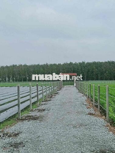 3390 m2 - farm sẳn lập vườn cay ăn trái