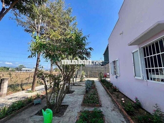 Nhà Vườn Siêu Thoáng Dọn Về Ở Ngay