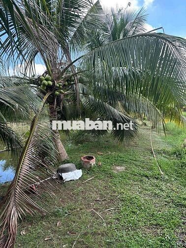Đất vườn Sơn Đông 1000m2 – đường bê tông – giá tốt cần bán nhanh