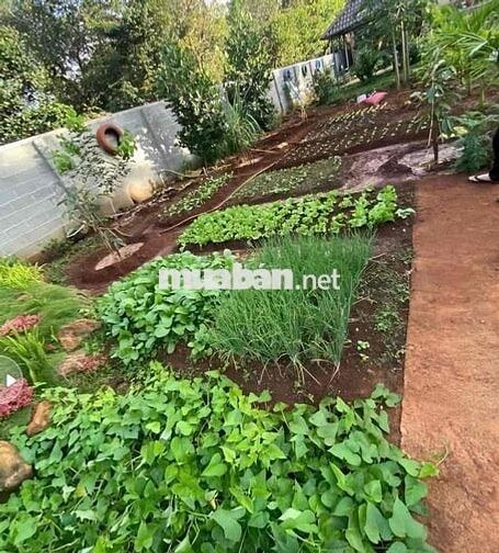 Nhà Đẹp Vườn Rộng Đồng Nai mới