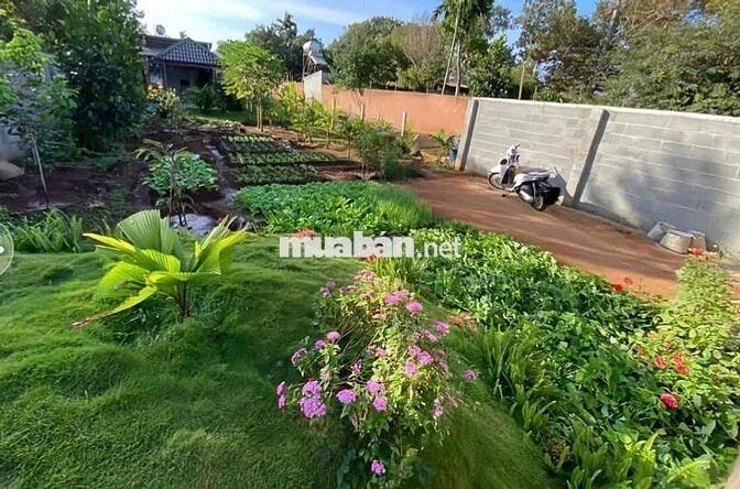 Nhà Đẹp Vườn Rộng Đồng Nai mới