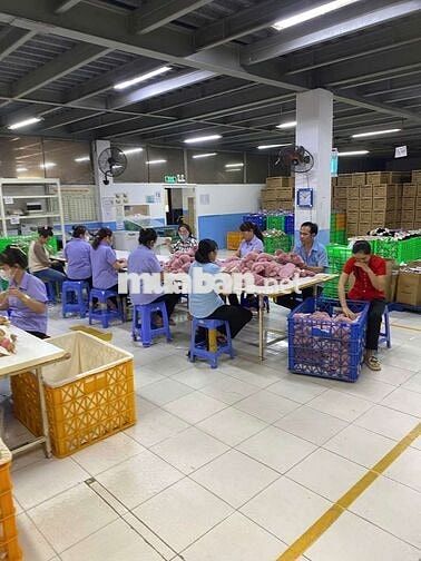 TUYỂN MAY GẤU BÔNG - DÉP - KHÔNG CẦN TAY NGHỀ