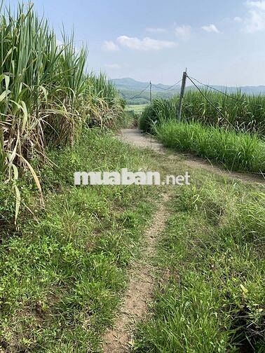 Đất cây lâu năm gần các khu đô thị du lịch biển, có sổ đỏ