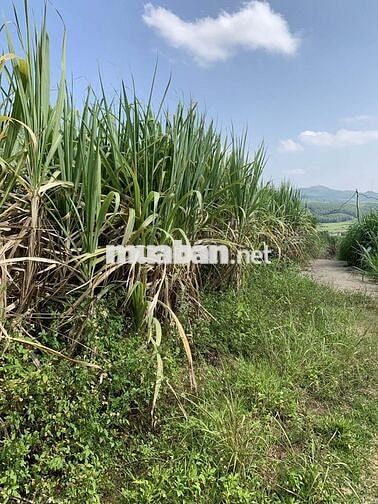 Đất cây lâu năm gần các khu đô thị du lịch biển, có sổ đỏ