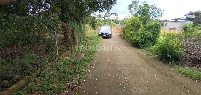 🔥 VƯỜN SẦU RIÊNG CHÔM CHÔM 2.000m² NGAY KCN DẦU GIÂY – MUA LÀ CÓ DÒNG