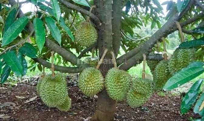 🔥 VƯỜN SẦU RIÊNG CHÔM CHÔM 2.000m² NGAY KCN DẦU GIÂY – MUA LÀ CÓ DÒNG