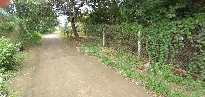 🔥 VƯỜN SẦU RIÊNG CHÔM CHÔM 2.000m² NGAY KCN DẦU GIÂY – MUA LÀ CÓ DÒNG