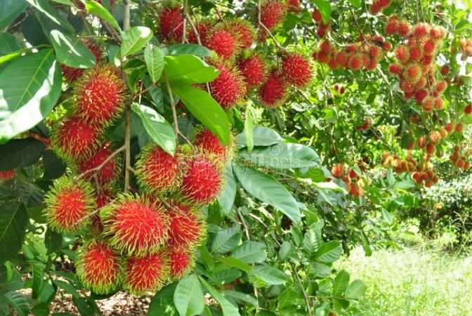 🔥 VƯỜN SẦU RIÊNG CHÔM CHÔM 2.000m² NGAY KCN DẦU GIÂY – MUA LÀ CÓ DÒNG