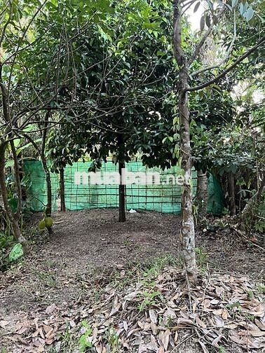 Bán đất vườn do không có thời gian chăm sóc