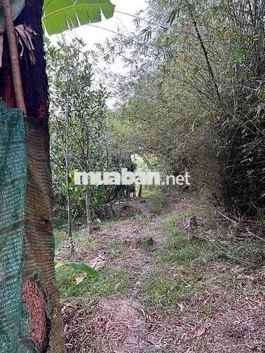 Bán đất vườn do không có thời gian chăm sóc