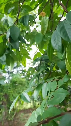 Chỉ 400 triệu sở hữu 1.000m2 vườn cây ăn trái xanh mát tại Định Quán. 