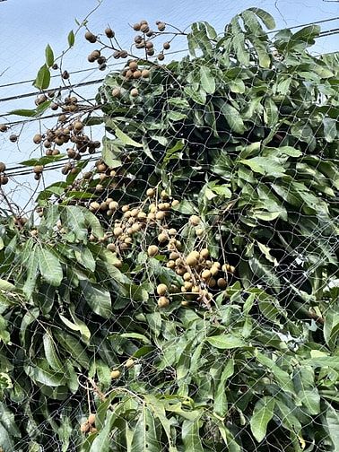 Chỉ 400 triệu sở hữu 1.000m2 vườn cây ăn trái xanh mát tại Định Quán. 