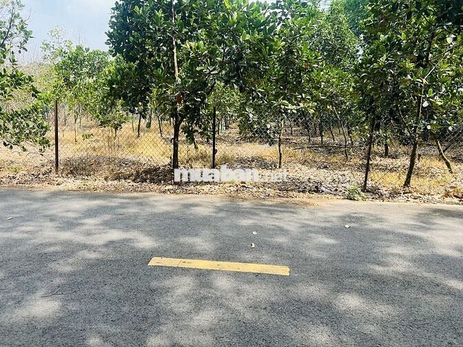 Bán Vườn Mít rộng 560m2 thổ cư, Giá 790 triệu, đường Nhựa 10m, Gần Chợ