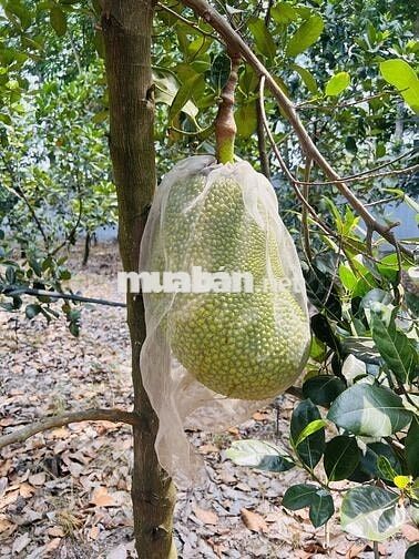 Bán Vườn Mít rộng 560m2 thổ cư, Giá 790 triệu, đường Nhựa 10m, Gần Chợ
