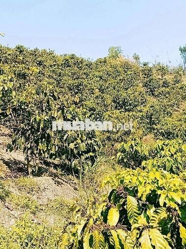 CẦN NHƯỢNG LẠI THỬA ĐẤT RẦY CA PHÊ dt 1,8ha giá 880tr cả lô