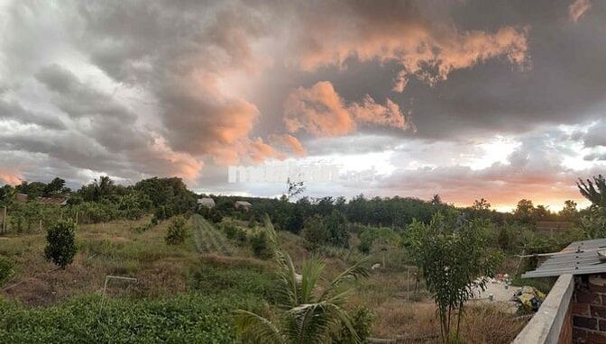 🌿 NHÀ VƯỜN MẶT TIỀN ĐT795 – VÀO Ở NGAY, CÓ TRÁI ĂN QUANH NĂM 🌿